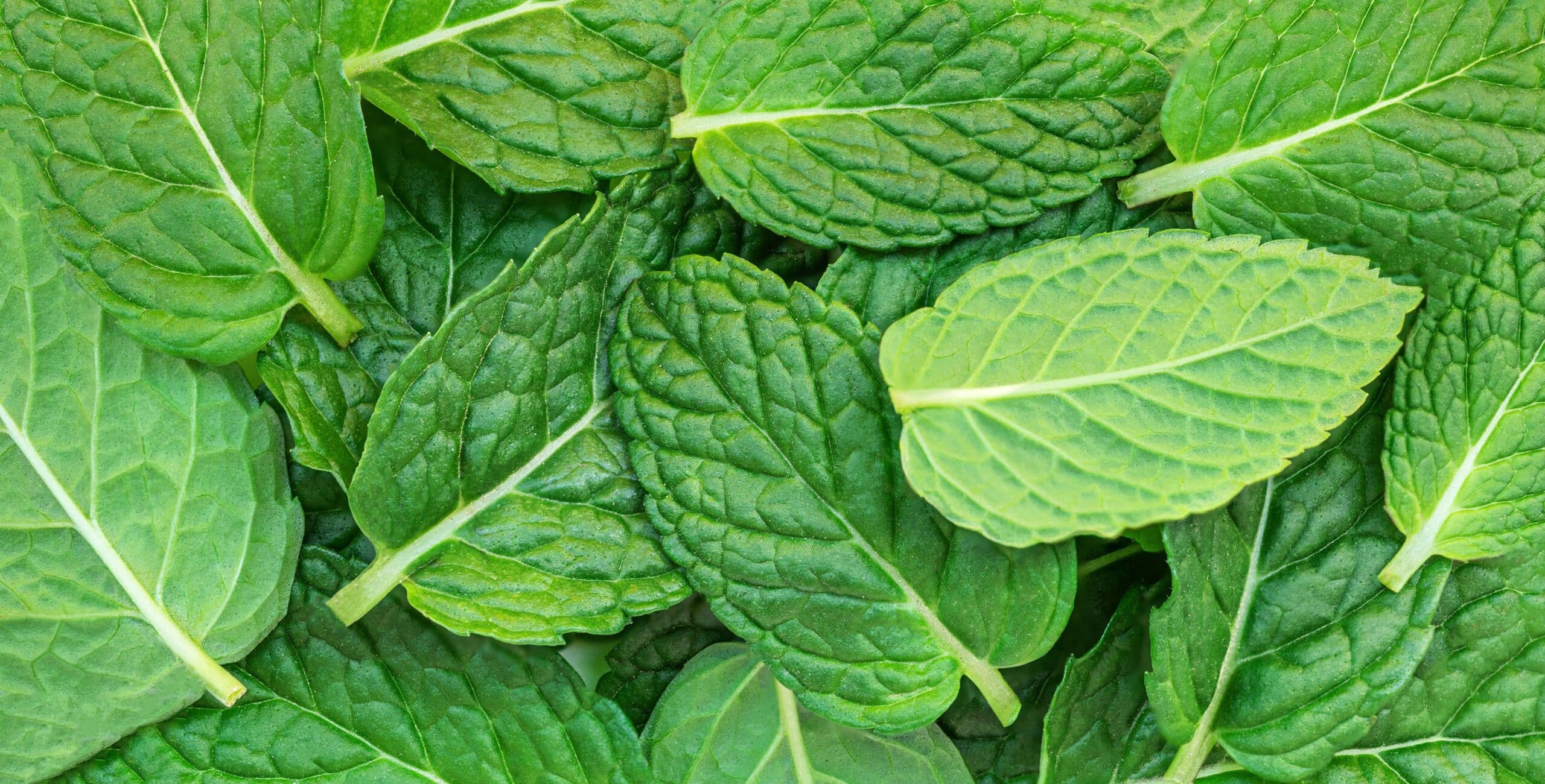 Fresh,Mint,Leaves,Grow,Background.,Green,Melissa,,Peppermint,Plant,Closeup.
