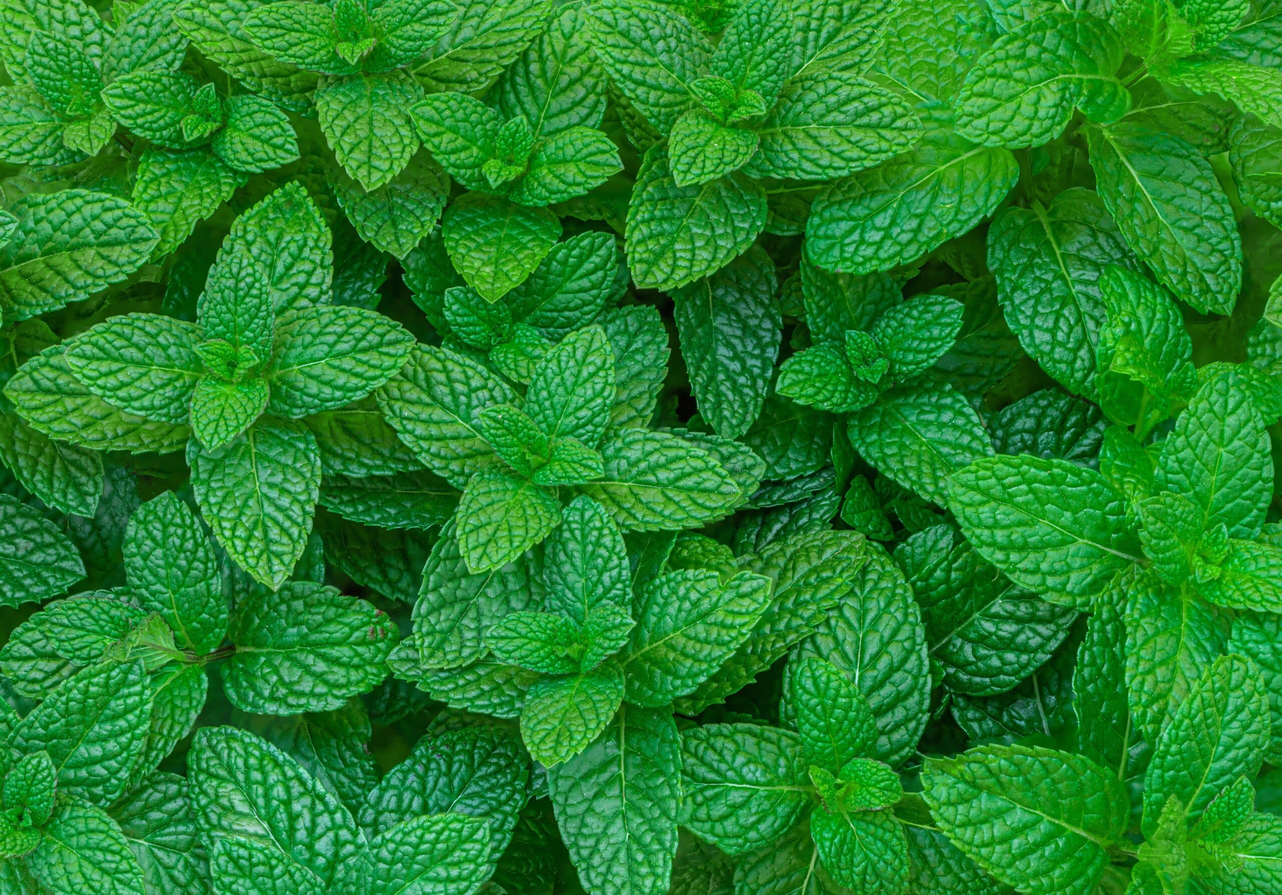 Mint,Leaves,Background.,Green,Peppermint,Leaves,Pattern,Layout,Design,Top